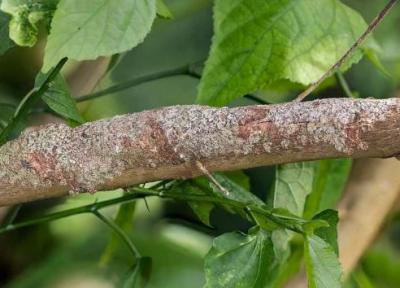 معمای توهم نوری: فقط یک نابغه می تواند مارمولک را در 9 ثانیه پیدا کند! معمای توهم نوری: فقط یک نابغه می تواند مارمولک را در 9 ثانیه پیدا کند!